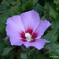 Althéa ou Hibiscus (Hibiscus syriacus)