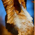 Charme et glace ( Carpinus betulus )