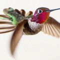 Les magnifiques photos de colibris de Tracy Johnson