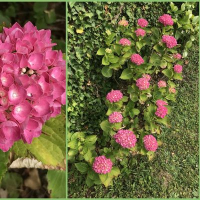 JOLIE NOURRITURE POUR INSECTES