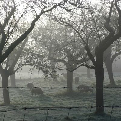 La 1ère gelée de cet automne nous a offert ...