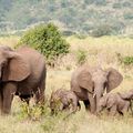 Tanzanie : un parc national installe des caméras