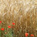 C'est l'été, coquelicots et blés dorés