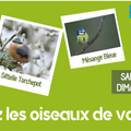 Le comptage des oiseaux des jardins en 2020 : les 25 et 26 janvier 2020 ! 