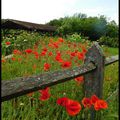 Gentil coquelicot