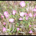 Fleurs du bord de mer , Finistère sud