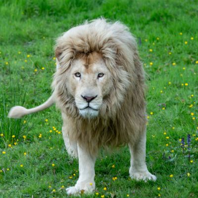 Lion blanc du parc des félins à LUMIGNY