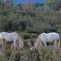 Un soir, près de l'embouchure de l'Arc, au bord de l'Etang de Berre