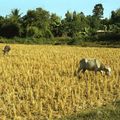 Thaïlande, Chiang Mai 