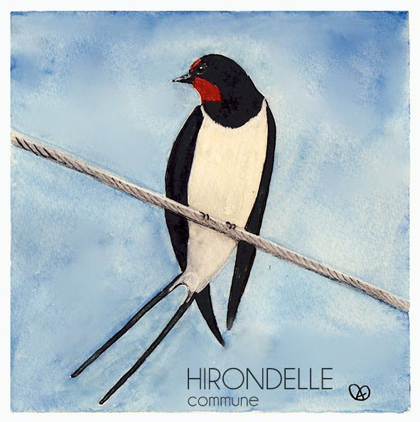Hirondelle