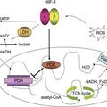 Melatonin inhibits the Migration of Colon Cancer RKO cells by Down-regulating MLCK Expression through Cross-talk with p38 MAPK