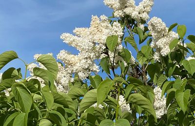 Ces lilas qui embaument nos jardins ! 