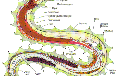Le squelette du serpent 