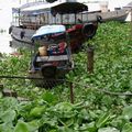 mekong delta