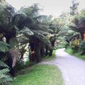 En parcourant le jardin du conservatoire de Brest ...