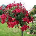 La Roseraie de Bagatelle dans le Bois de Boulogne, des roses au coeur de Paris...