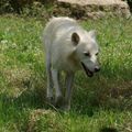 Les loups du Parc de Sainte-Croix