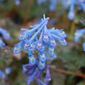 Corydalis flexuosa 'Purple Leaf'