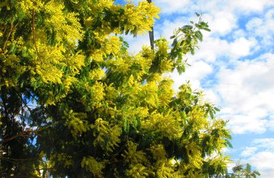 Les Arbres de Cleunay à Rennes le 13 février 2023 (1)