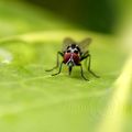 Petite mouche des pluies (Anthomyie pluviale)