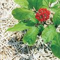 Ginseng: le meilleur complice pour lutter contre l'impuissance