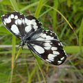 Melanargia galathea (Linnaeus, 1758)