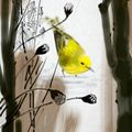 Paruline jaune, étude - Paul Pomiès ©