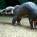 Modelage de pangolins