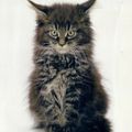 Le Maine Coon