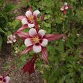 Pêle-Mêle de Fleurs du Parc Floral d'Orléans la