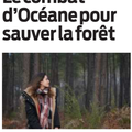 Un projet de parc photovoltaïque nécessitera de défricher 1 000 hectares de forêt