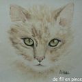 LES YEUX DU CHAT