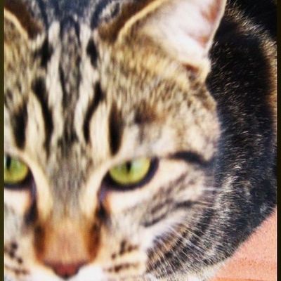 Eye of the tiger !