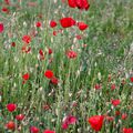 Les coquelicots du Malsaucy