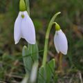 Les Perce-neige, fidèles au rendez-vous de janvier...