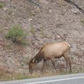 Wild life a Yellowstone...