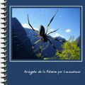 Votre album : araignée de la Réunion