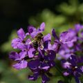 Eristalis jugorum , une eristale de la famille des syrphidés