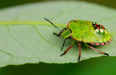 Les punaises , grands hétéroptères terrestres plats de couleur variable