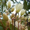 Clématite Armandii Apple Blossom 