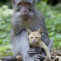 [GRIF'enFête] Un singe, un chaton, l’empathie…