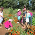 Récolte au Jardin Partagé de Perse par les enfants du Centre Social
