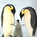 La reproduction des pingouins sur la banquise
