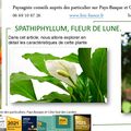 👨‍🌾 le Spathiphyllum. Fleur de lune. Plante dépolluante par Paysagiste pays Basque et Sud des Landes: