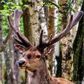 Les cerfs aux bois de velours