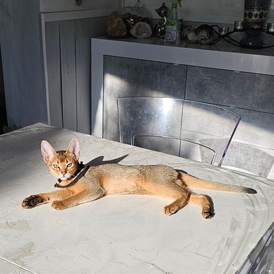 UTOPIA, née le 3 aout 2023, disponible.