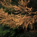 Larches for free