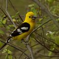 Cardinal à tête jaune (Pheucticus chrysogaster, Golden-bellied Grosbeak)