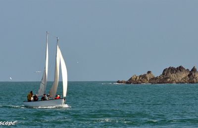 Les oiseaux marins et les phoques de l'Archipel des Sept-Îles