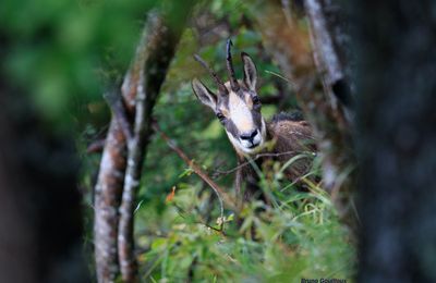 Conférence à la bibliothèque : Les animaux de la montagne
